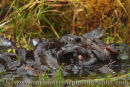 Frogs at Spawning time